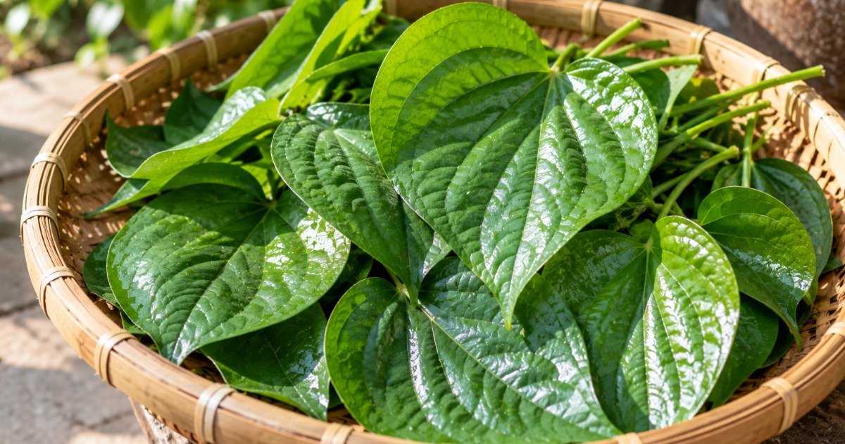 Lá trầu không khử mùi hôi nách: 2 cách cho mẹ sau sinh