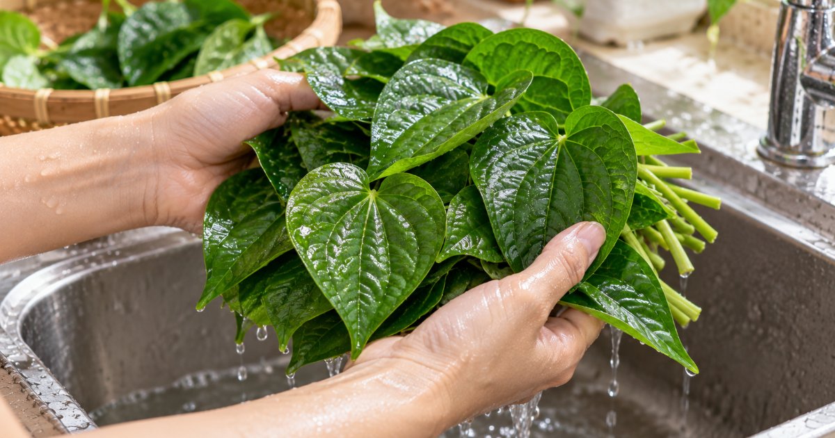Lá lốt khử mùi hôi nách: Mẹo đắp trước khi tắm ít ai biết